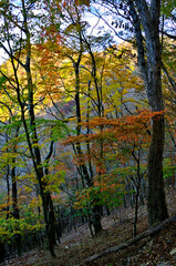 Fototapeta premium 御坂山地の烏帽子岳 紅葉の森 