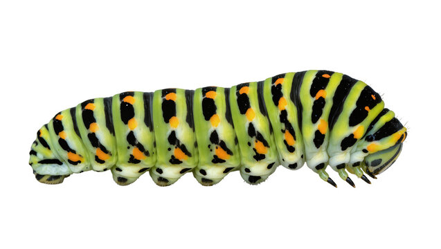 Black Swallowtail Caterpillar with Green Black, and Orange Stripes