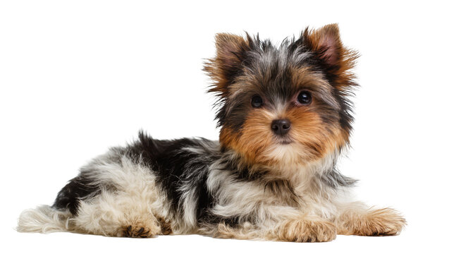 Biewer Terrier puppy lying down, tri-color fur