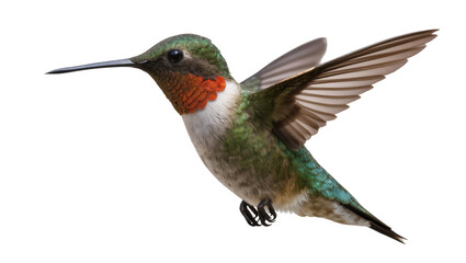Obraz premium Ruby-throated hummingbird with green iridescent feathers and red gorget