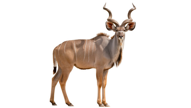 Greater Kudu Male Antelope with Spiral Horns Standing