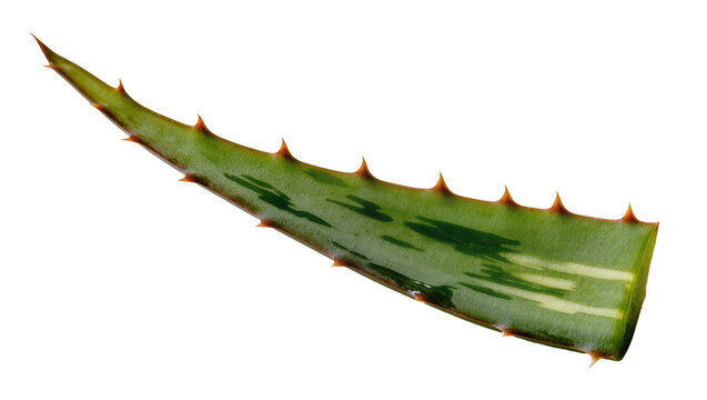 Green aloe vera leaf segment with sharp thorns
