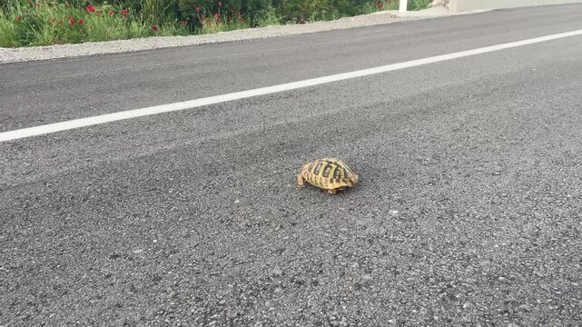 Slow camera pan of a small wild tortoise crawling slowly across an asphalt country road, with a car passing by in the background, highlighting wildlife safety risks. High quality 4k footage
