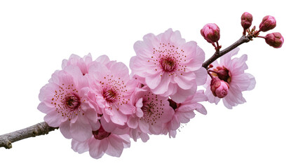 Fototapeta premium Pink cherry blossom branch with buds and open flowers