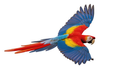 Fototapeta premium Scarlet Macaw parrot flying with spread wings, vibrant colors