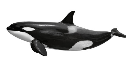 Orca killer whale black and white marine mammal © Laura