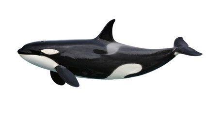 Orca whale swimming, black and white killer whale with white eye patch © Laura