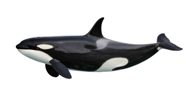 Orca whale swimming, black and white killer whale with white eye patch