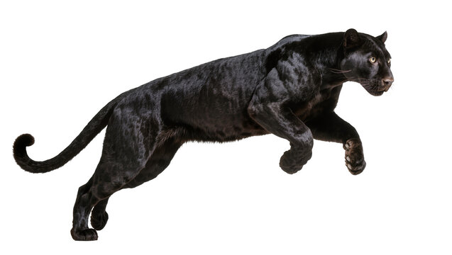 Black panther leaping with muscular body and yellow eyes