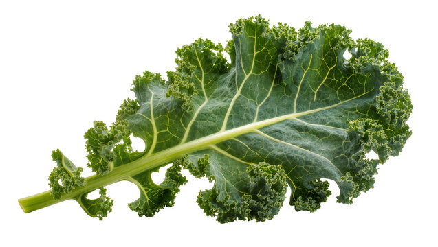 Green curly kale leaf with thick stem