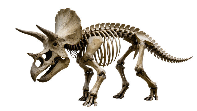 Triceratops dinosaur skeleton fossil on white