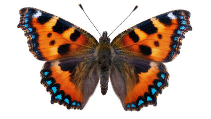 Orange butterfly with black spots and blue markings on wings © Jonas
