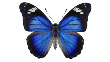 Blue morpho butterfly with black and white wing markings © Jonas