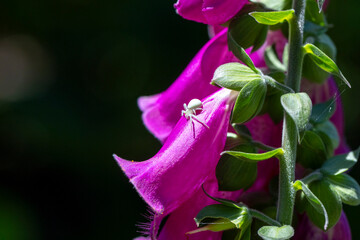 Crab spider Ambush predator on foxglove flower © Barosanu