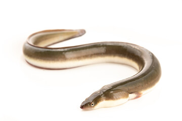 Obraz premium Live Eel in Freshwater River of Shanghai, China
