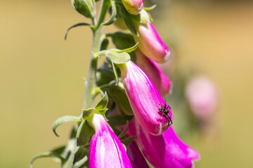 Spider crawling on vibrant foxglove flower bell © Barosanu