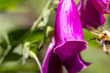 Bumblebee pollinating vibrant purple foxglove flower blossom © Barosanu