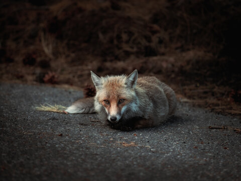 Red Fox Resting on Forest Path