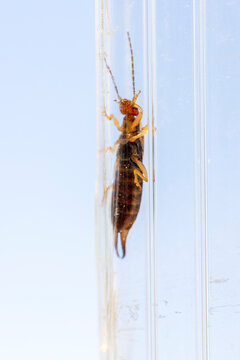 Earwig a dermaptera insect crawling in a glass tube