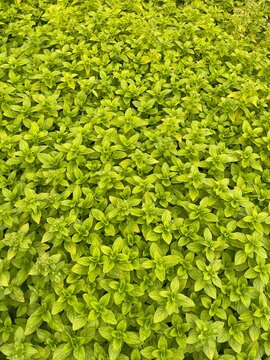 Fresh Green Herb Leaves Growing in Garden, Natural Botanical Background, Vertical