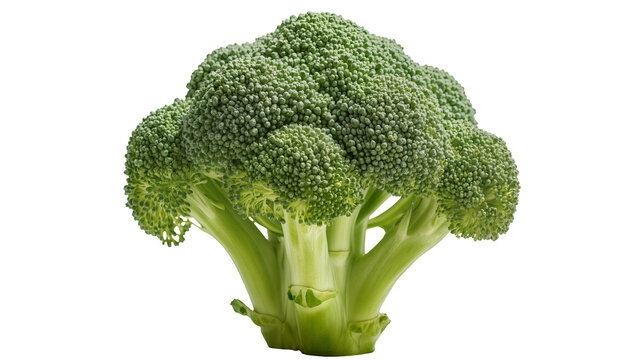 Fresh green broccoli head with dense florets and thick stem