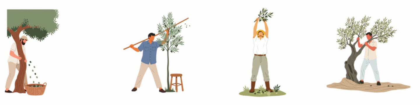 Set of flat illustrations depicting male farmers harvesting olives from trees through traditional methods like shaking, beating, and hand-picking.