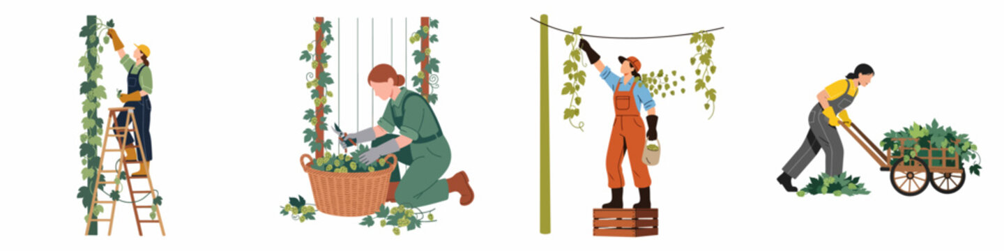 Set of female farmers harvesting fresh green hops in a hop field, flat vector illustration isolated on white background.
