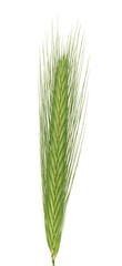 Obraz premium Green spikelet of ustuk with sharp, stiff awns and a thin stem