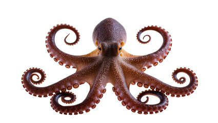 Brown octopus with curled tentacles and suckers © Paul