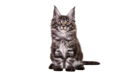 Obraz premium Maine Coon kitten with tabby markings sitting