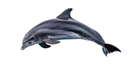 Gray dolphin leaping and swimming underwater © Lena