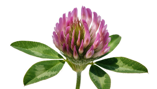 Pink clover flower with green leaves