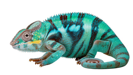 Turquoise and brown patterned chameleon reptile © Paul