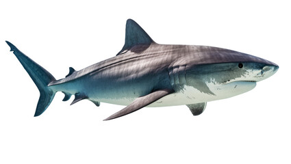Fototapeta premium Great White Shark swimming underwater, side view