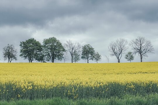 rape field in spring