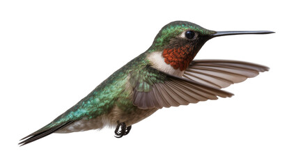 Naklejka premium Ruby-throated hummingbird with iridescent green feathers and red gorget