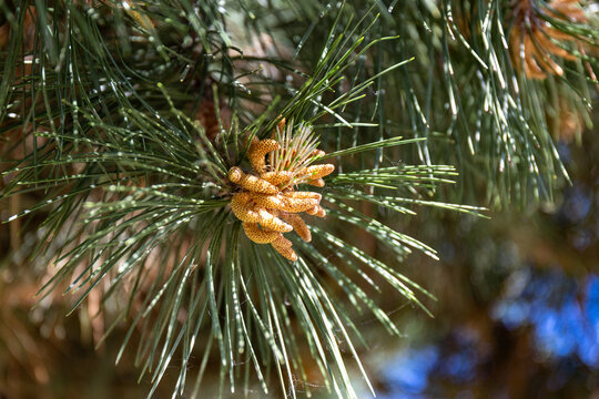 Close-up of pinus male cones hanging on a green coniferous tree in the forest.