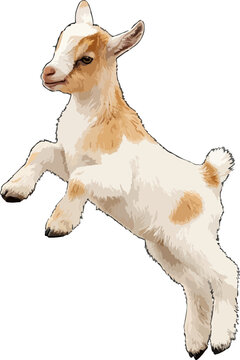 Capra aegagrus hircus illustration art