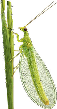 Chrysoperla carnea illustration art