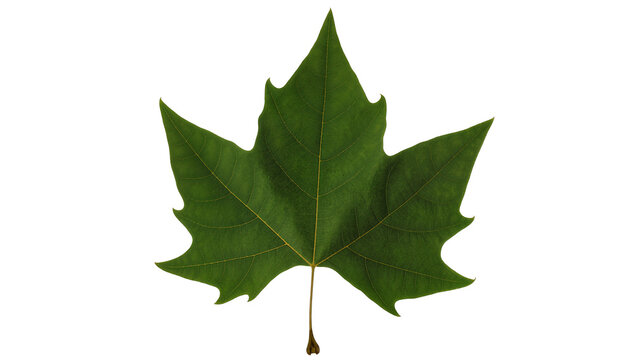 Green sycamore leaf with prominent veins and serrated edges
