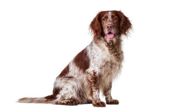Brown and white Brittany Spaniel dog sitting with tongue out