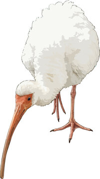 Eudocimus albus illustration art