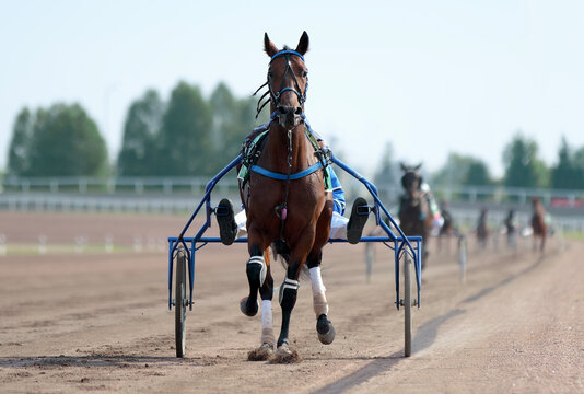 Horse. Equestrian sport. Trotter race. Jockey. Harness racing. Hippodrome