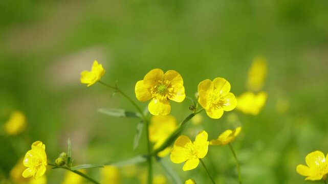 Macro shot of two bright yellow mountain flowers blooming in a sunny alpine meadow.
