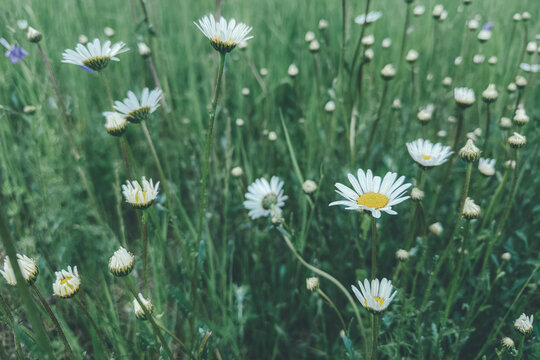 daisies in the grass