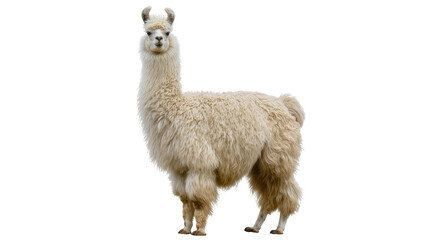 Naklejka premium Fluffy white llama standing profile view