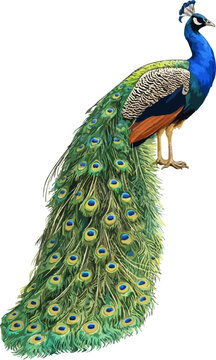 Pavo cristatus illustration art