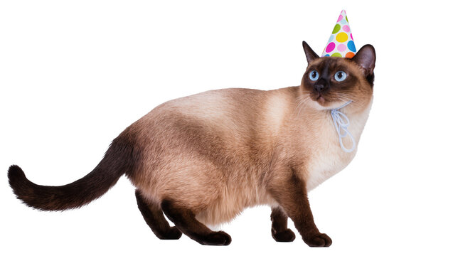 Siamese cat wearing a colorful polka dot party hat and ribbon collar