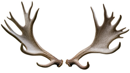 Obraz premium Large Moose Antlers with Multiple Tines