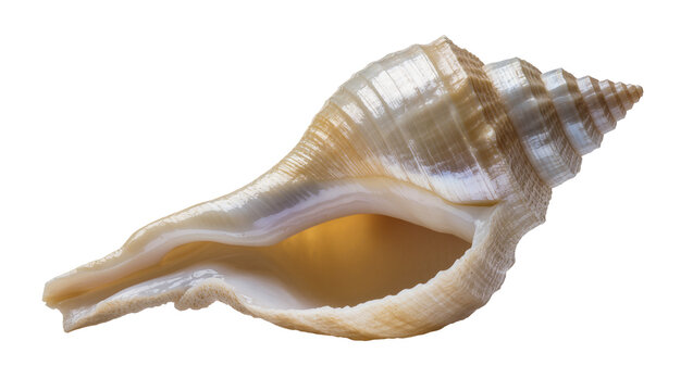 Spiral seashell with textured ridges and smooth interior